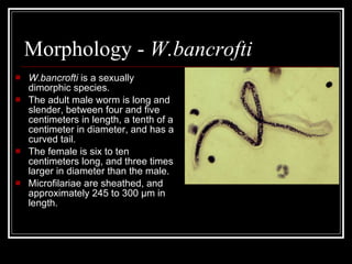 Morphology - W.bancrofti
W.bancrofti is a sexually
dimorphic species.
The adult male worm is long and
slender, between four and five
centimeters in length, a tenth of a
centimeter in diameter, and has a
curved tail.
The female is six to ten
centimeters long, and three times
larger in diameter than the male.
Microfilariae are sheathed, and
approximately 245 to 300 µm in
length.