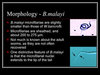 Morphology - B.malayi
B.malayi microfilariae are slightly
smaller than those of W.bancrofti.
Microfilariae are sheathed, and
about 200 to 275 µm.
Not much is known about the adult
worms, as they are not often
recovered
One distinctive feature of B.malayi
is that the microfilarial nuclei
extends to the tip of the tail