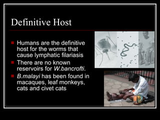 Definitive Host
Humans are the definitive
host for the worms that
cause lymphatic filariasis
There are no known
reservoirs for W.bancrofti.
B.malayi has been found in
macaques, leaf monkeys,
cats and civet cats