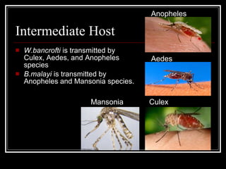 Intermediate Host
W.bancrofti is transmitted by
Culex, Aedes, and Anopheles
species
B.malayi is transmitted by
Anopheles and Mansonia species.
Anopheles
Aedes
Culex
Mansonia