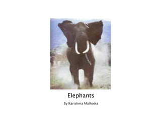 Elephants
By Karishma Malhotra
 