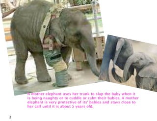 Elephant Karishma | PDF