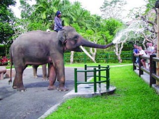 Elephant Park 014