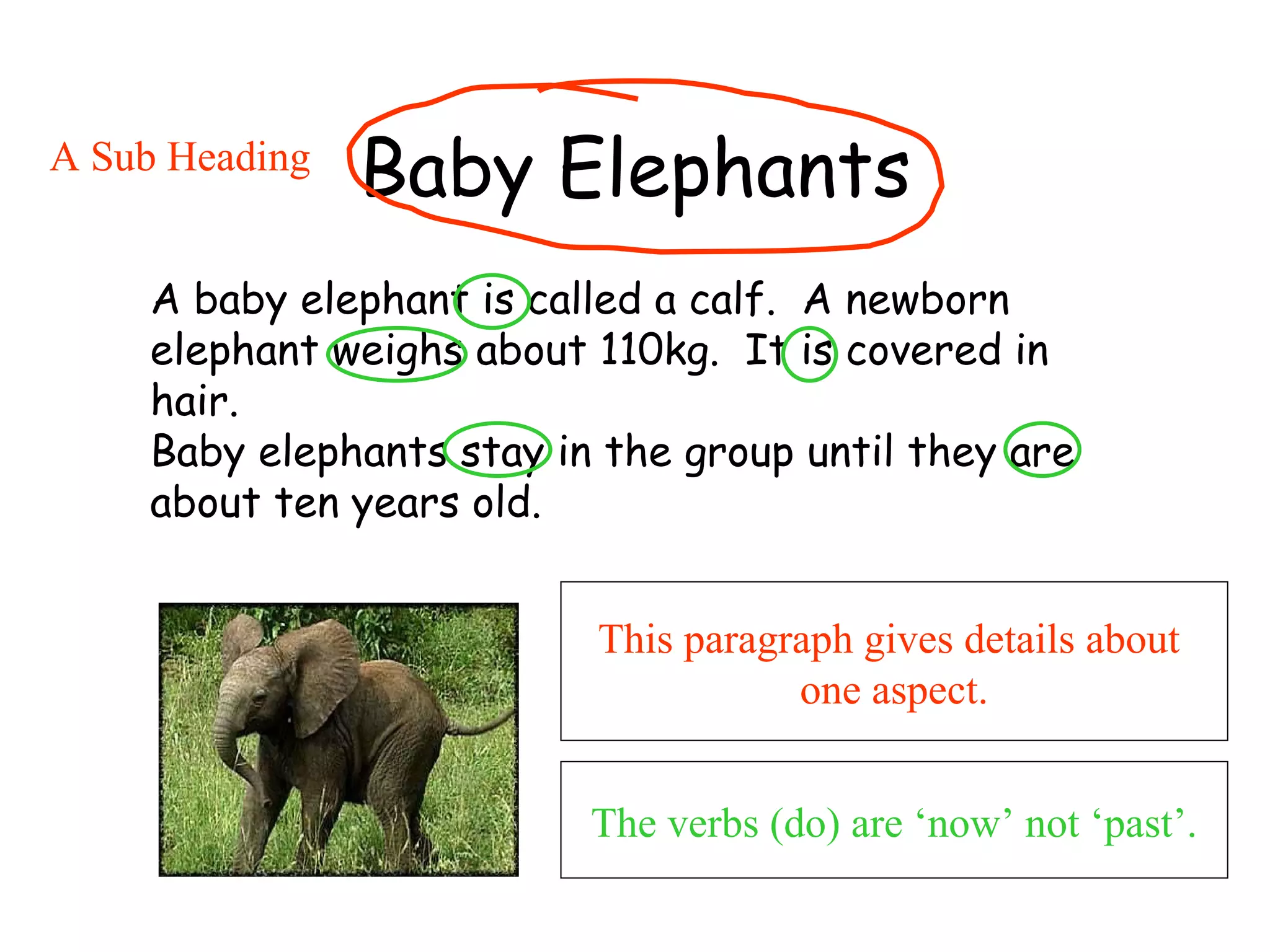 Baby Elephants A baby elephant is called a calf.  A newborn elephant weighs about 110kg.  It is covered in hair.  Baby elephants stay in the group until they are about ten years old.   This paragraph gives details about  one aspect. A Sub Heading The verbs (do) are ‘now’ not ‘past’. 