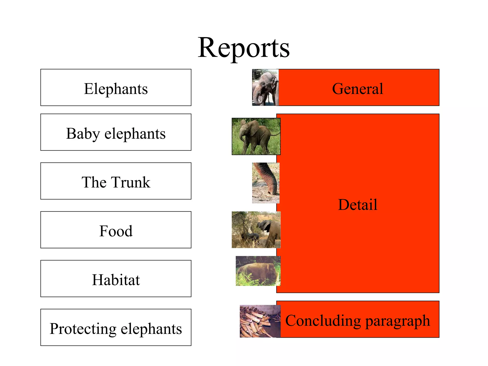 Reports Elephants Baby elephants The Trunk Food Habitat Protecting elephants General Detail Concluding paragraph 