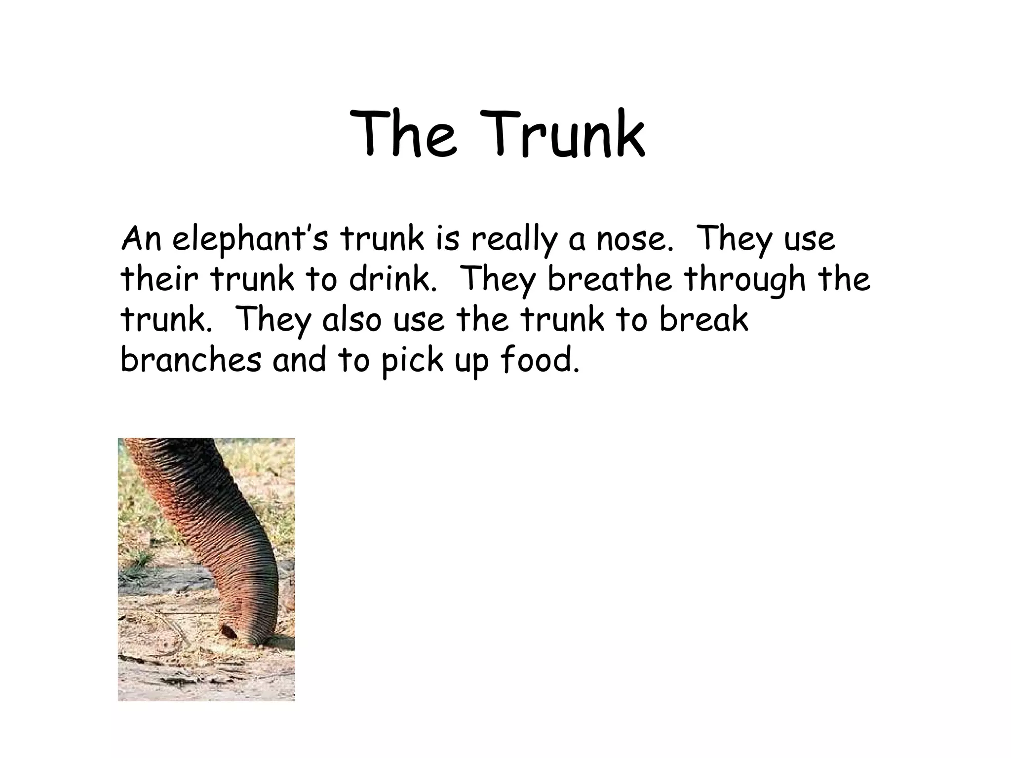 The Trunk  An elephant’s trunk is really a nose.  They use their trunk to drink.  They breathe through the trunk.  They also use the trunk to break branches and to pick up food. 
