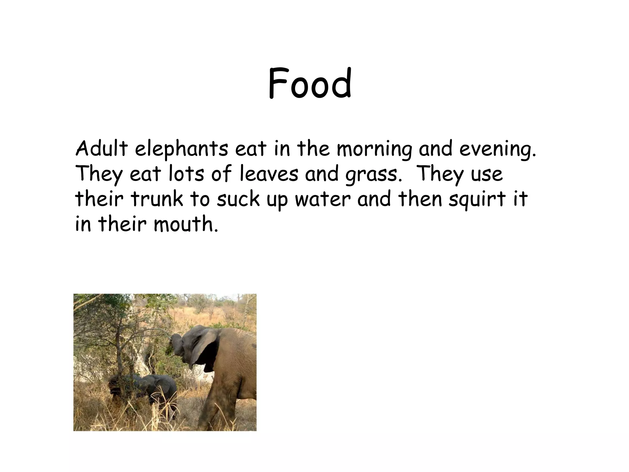 Food   Adult elephants eat in the morning and evening.  They eat lots of leaves and grass.  They use their trunk to suck up water and then squirt it in their mouth.  