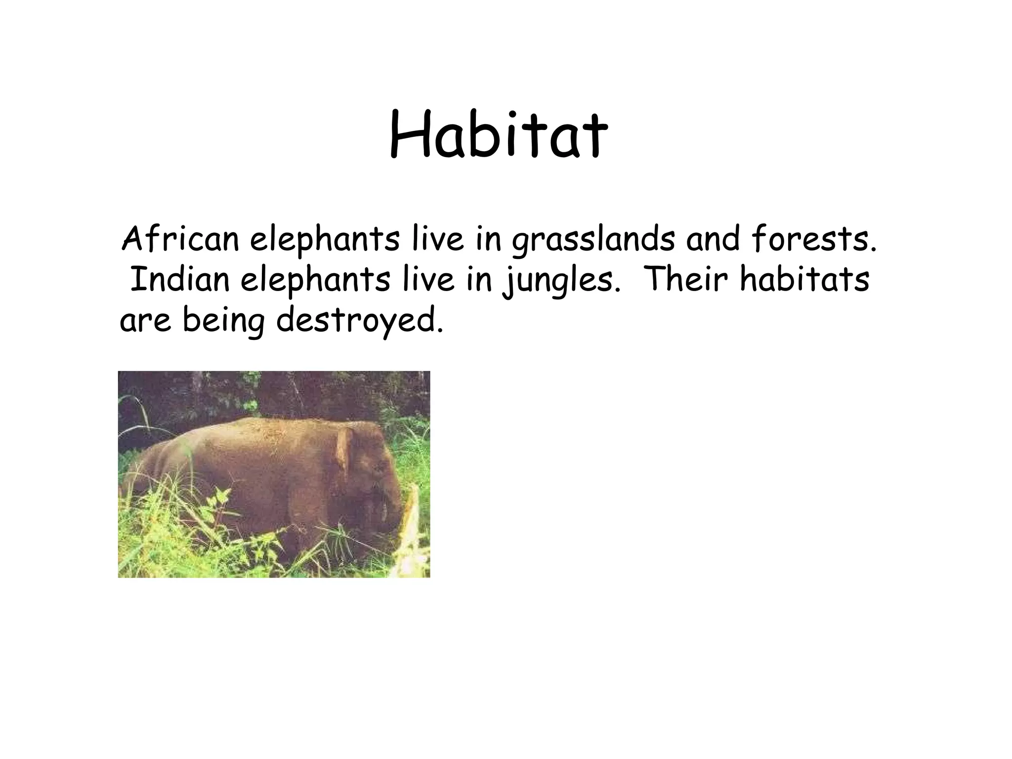 Habitat   African elephants live in grasslands and forests.  Indian elephants live in jungles.  Their habitats are being destroyed.  
