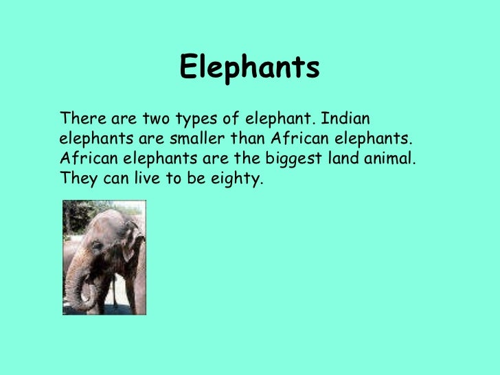 Essay on elephant