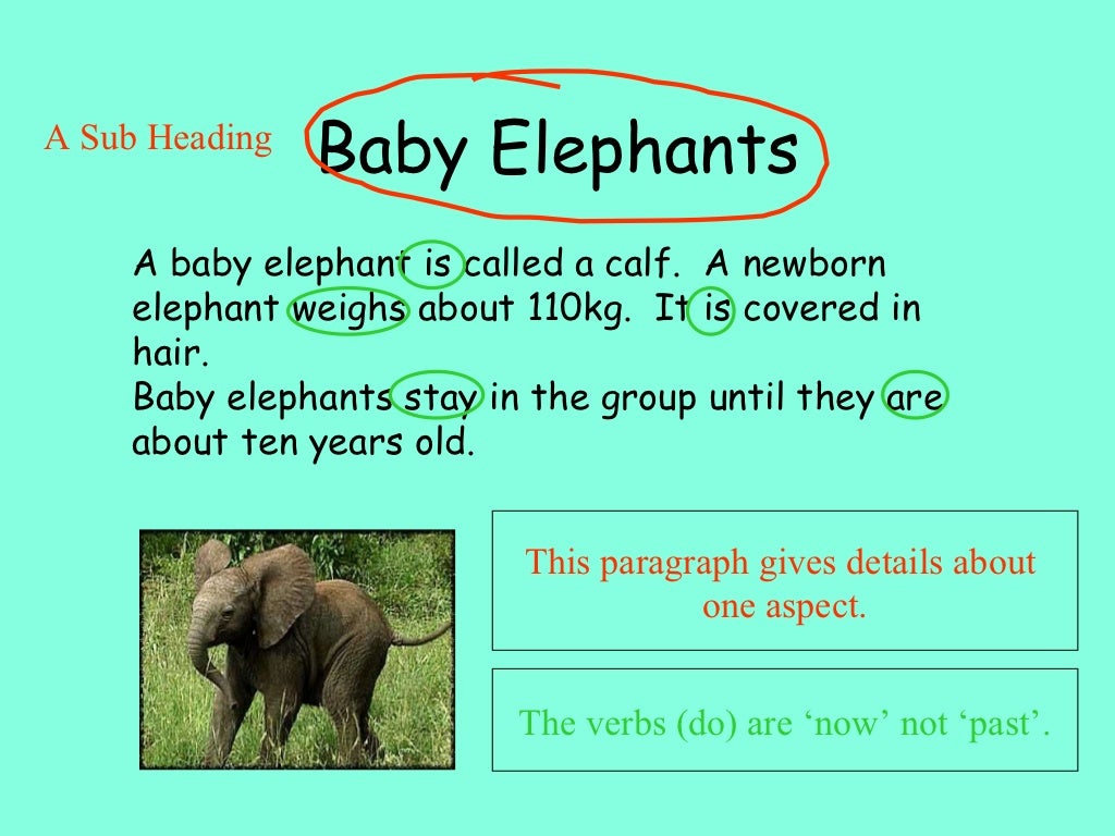Elephant report