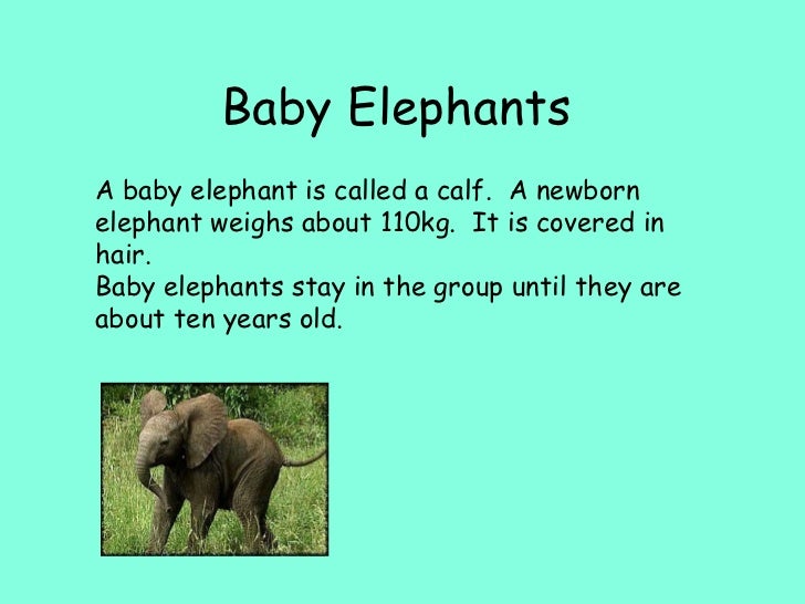 What is a baby elephant called?