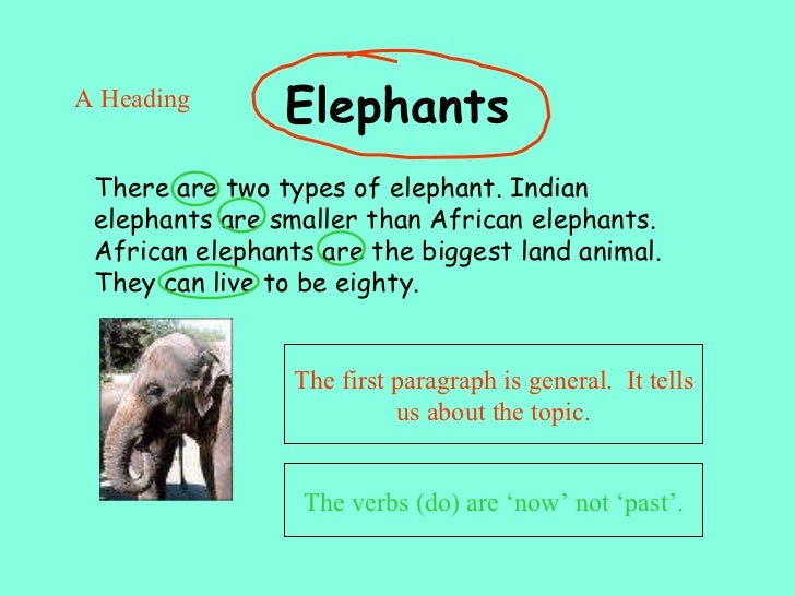 an essay on elephant