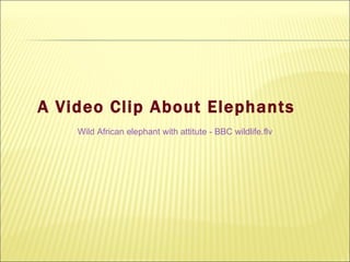 A Video Clip About Elephants Wild African elephant with  attitute  - BBC  wildlife.flv 