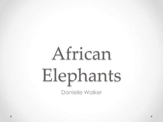 African
Elephants
Danielle Walker

 