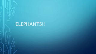 ELEPHANTS!!
 