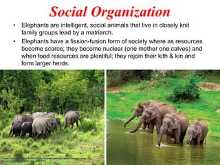 Elephants of the World | PDF