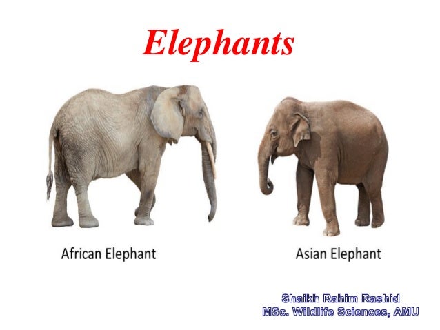 asian elephant ppt