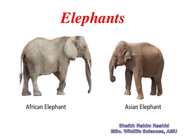 Elephants