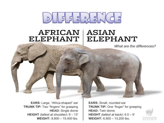 Живой слон цена. Ареал обитания азиатских слонов. Азиатский слон. Исторический ареал обитания азиатского слона. Живой слон.