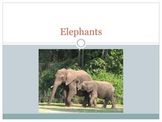Elephants
 