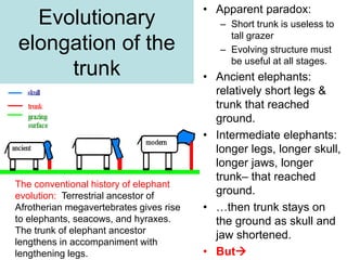 Evolutionary
elongation of the
trunk
• Apparent paradox:
– Short trunk is useless to
tall grazer
– Evolving structure must
be useful at all stages.
• Ancient elephants:
relatively short legs &
trunk that reached
ground.
• Intermediate elephants:
longer legs, longer skull,
longer jaws, longer
trunk– that reached
ground.
• …then trunk stays on
the ground as skull and
jaw shortened.
• But
The conventional history of elephant
evolution: Terrestrial ancestor of
Afrotherian megavertebrates gives rise
to elephants, seacows, and hyraxes.
The trunk of elephant ancestor
lengthens in accompaniment with
lengthening legs.
 