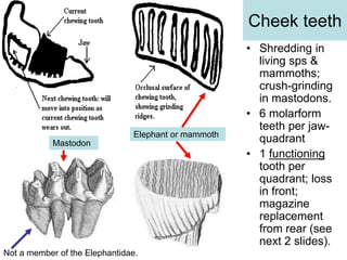 Cheek teeth
• Shredding in
living sps &
mammoths;
crush-grinding
in mastodons.
• 6 molarform
teeth per jaw-
quadrant
• 1 functioning
tooth per
quadrant; loss
in front;
magazine
replacement
from rear (see
next 2 slides).
Elephant or mammoth
Mastodon
Not a member of the Elephantidae.
 