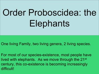 Order Proboscidea: the
Elephants
One living Family, two living genera, 2 living species.
For most of our species-existence, most people have
lived with elephants. As we move through the 21st
century, this co-existence is becoming increasingly
difficult!
 