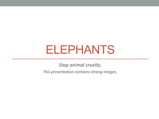 ELEPHANTS
Stop animal cruelty.
This presentation contains strong images.
 