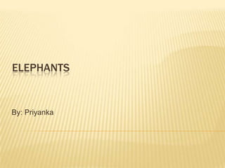ELEPHANTS


By: Priyanka
 