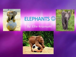 ELEPHANTS  
By: Ellie Kroznuski 
 