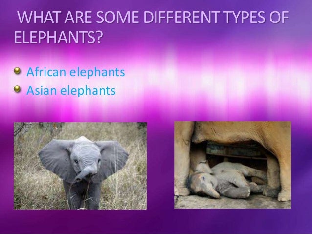 elephants 5k