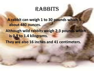 RabbitsA rabbit can weigh 1 to 30 pounds which is about 480 ounces.Although wild rabbits weigh 2-3 pounds which is 0.9 to 1.4 kilograms.They are also 16 inches and 41 centimeters.