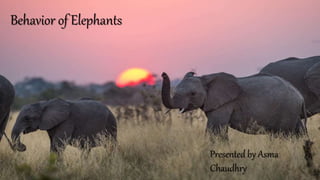 Behavior of Elephants
Presented by Asma
Chaudhry
 