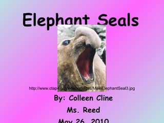 Elephant Seals By: Colleen Cline Ms. Reed May 26, 2010 http://www.ctap4.org/video/images/MaleElephantSeal3.jpg 