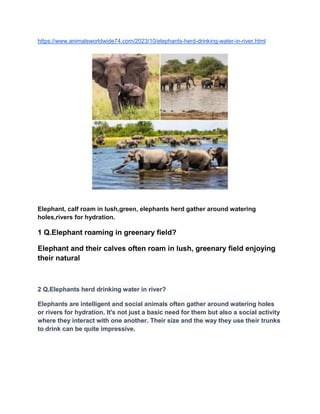 https://www.animalsworldwide74.com/2023/10/elephants-herd-drinking-water-in-river.html
Elephant, calf roam in lush,green, elephants herd gather around watering
holes,rivers for hydration.
1 Q.Elephant roaming in greenary field?
Elephant and their calves often roam in lush, greenary field enjoying
their natural
2 Q.Elephants herd drinking water in river?
Elephants are intelligent and social animals often gather around watering holes
or rivers for hydration. It's not just a basic need for them but also a social activity
where they interact with one another. Their size and the way they use their trunks
to drink can be quite impressive.
 