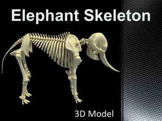 Elephant Skeleton
3D Model
 
