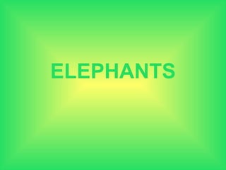 ELEPHANTS 