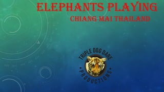 ELEPHANTS PLAYING
CHIANG MAI THAILAND
 