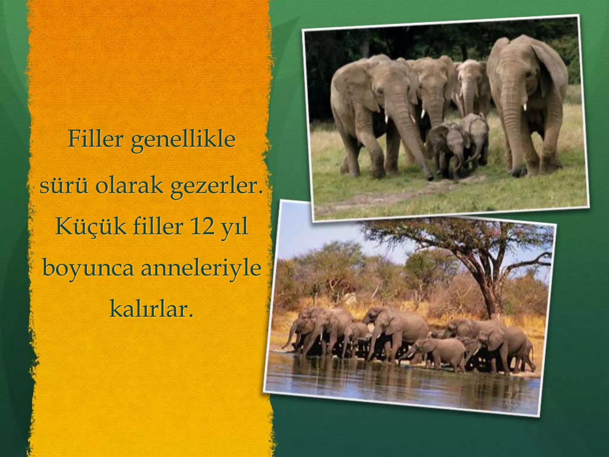 En B y k Memeli Hayvanlar Filler PPTX en-b-y-k-memeli-hayvanlar-filler-pptx