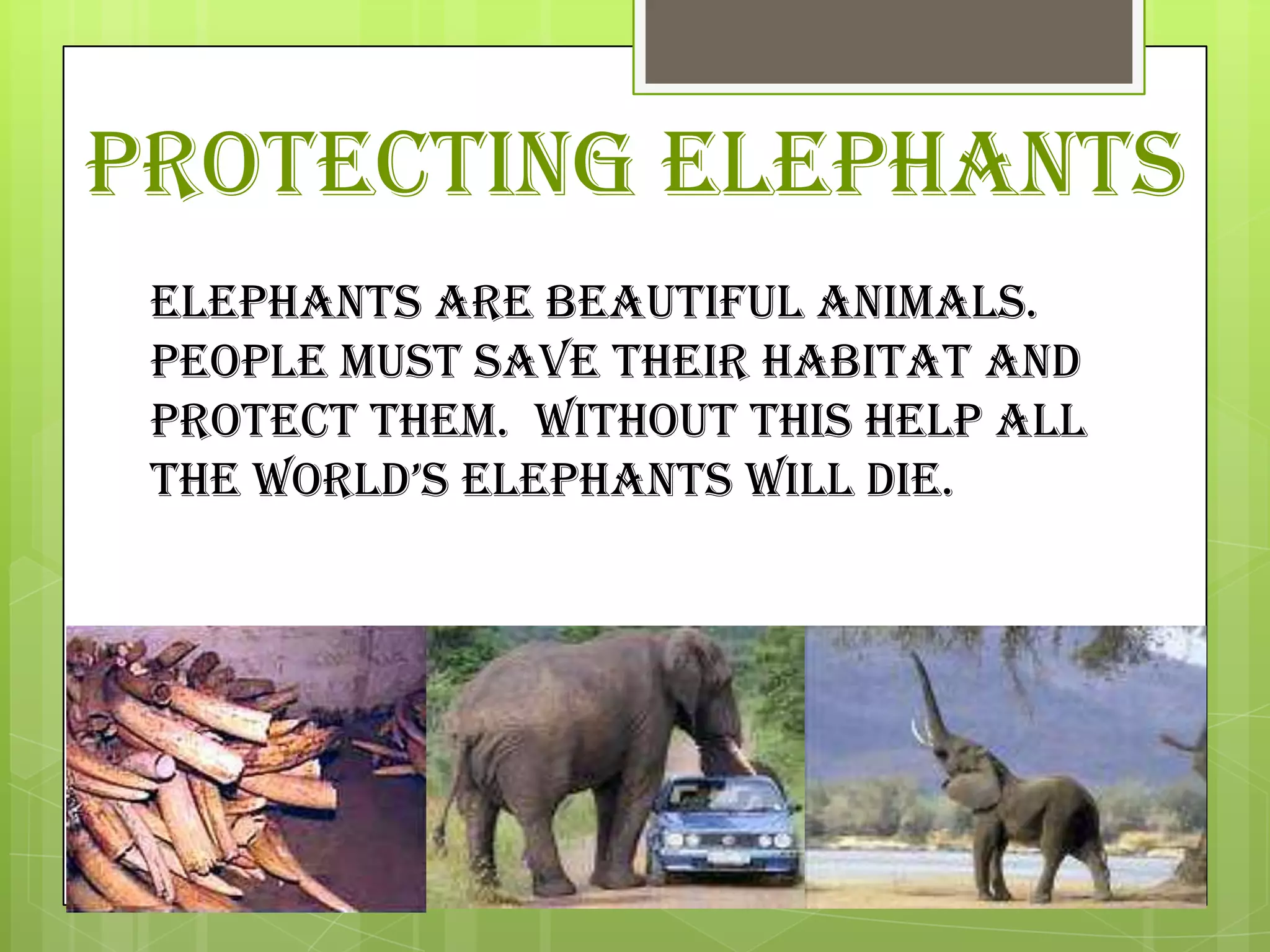 Elephant’s project | PPTX