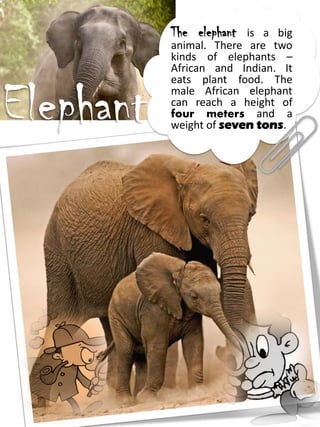 The elephant is a big
animal. There are two
kinds of elephants –
African and Indian. It
eats plant food. The
male African elephant
can reach a height of
four meters and a
weight of seven tons.
Elephant
 