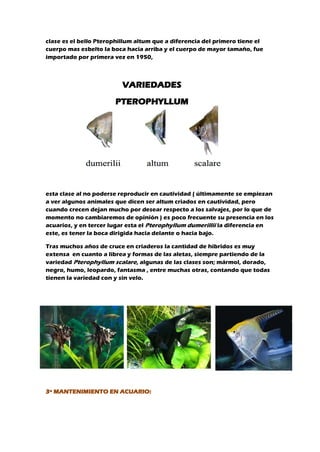 clase es el bello Pterophillum altum que a diferencia del primero tiene el
cuerpo mas esbelto la boca hacia arriba y el cuerpo de mayor tamaño, fue
importado por primera vez en 1950,
esta clase al no poderse reproducir en cautividad ( últimamente se empiezan
a ver algunos animales que dicen ser altum criados en cautividad, pero
cuando crecen dejan mucho por desear respecto a los salvajes, por lo que de
momento no cambiaremos de opinión ) es poco frecuente su presencia en los
acuarios, y en tercer lugar esta el Pterophyllum dumerillii la diferencia en
este, es tener la boca dirigida hacia delante o hacia bajo.
Tras muchos años de cruce en criaderos la cantidad de híbridos es muy
extensa en cuanto a librea y formas de las aletas, siempre partiendo de la
variedad Pterophyllum scalare, algunas de las clases son; mármol, dorado,
negro, humo, leopardo, fantasma , entre muchas otras, contando que todas
tienen la variedad con y sin velo.
3º MANTENIMIENTO EN ACUARIO:
VARIEDADES
PTEROPHYLLUM
 