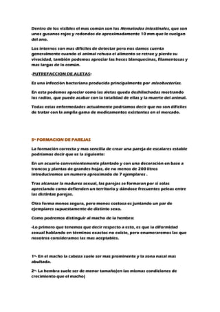 Dentro de los visibles el mas común son los Nematodos intestinales, que son
unos gusanos rojos y redondos de aproximadamente 10 mm que le cuelgan
del ano.
Los internos son mas difíciles de detectar pero nos damos cuenta
generalmente cuando el animal rehusa el alimento se retrae y pierde su
vivacidad, también podemos apreciar las heces blanquecinas, filamentosas y
mas largas de lo común.
-PUTREFACCION DE ALETAS:
Es una infección bacteriana producida principalmente por mixobacterias.
En esta podemos apreciar como las aletas queda deshilachadas mostrando
los radios, que puede acabar con la totalidad de ellas y la muerte del animal.
Todas estas enfermedades actualmente podríamos decir que no son difíciles
de tratar con la amplia gama de medicamentos existentes en el mercado.
5º FORMACION DE PAREJAS
La formación correcta y mas sencilla de crear una pareja de escalares estable
podríamos decir que es la siguiente:
En un acuario convenientemente plantado y con una decoración en base a
troncos y plantas de grandes hojas, de no menos de 200 litros
introduciremos un numero aproximado de 7 ejemplares .
Tras alcanzar la madurez sexual, las parejas se formaran por si solas
apreciando como defienden un territorio y dándose frecuentes peleas entre
las distintas parejas.
Otra forma menos segura, pero menos costosa es juntando un par de
ejemplares supuestamente de distinto sexo.
Como podremos distinguir al macho de la hembra:
-Lo primero que tenemos que decir respecto a esto, es que la diformidad
sexual hablando en términos exactos no existe, pero enumeraremos las que
nosotros consideramos las mas aceptables.
1º- En el macho la cabeza suele ser mas prominente y la zona nasal mas
abultada.
2º- La hembra suele ser de menor tamaño(en las mismas condiciones de
crecimiento que el macho)
 