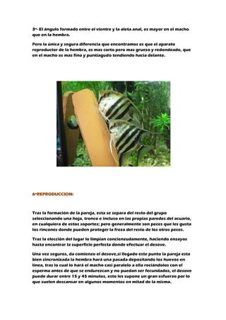 3º- El ángulo formado entre el vientre y la aleta anal, es mayor en el macho
que en la hembra.
Pero la única y segura diferencia que encontramos es que el aparato
reproductor de la hembra, es mas corto pero mas grueso y redondeado, que
en el macho es mas fino y puntiagudo tendiendo hacia delante.
6ºREPRODUCCION:
Tras la formación de la pareja, esta se separa del resto del grupo
seleccionando una hoja, tronco e incluso en las propias paredes del acuario,
en cualquiera de estos soportes; pero generalmente son peces que les gusta
los rincones donde pueden proteger la freza del resto de los otros peces.
Tras la elección del lugar lo limpian concienzudamente, haciendo ensayos
hasta encontrar la superficie perfecta donde efectuar el desove.
Una vez seguros, da comienzo el desove,si llegado este punto la pareja esta
bien sincronizada la hembra hará una pasada depositando los huevos en
línea, tras lo cual lo hará el macho casi paralelo a ella rociándolos con el
esperma antes de que se endurezcan y no puedan ser fecundados, el desove
puede durar entre 15 y 45 minutos, esto les supone un gran esfuerzo por lo
que suelen descansar en algunos momentos en mitad de la misma.
 