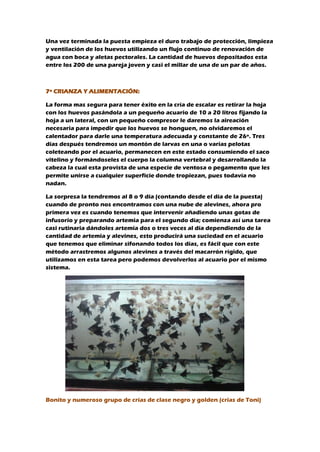 Una vez terminada la puesta empieza el duro trabajo de protección, limpieza
y ventilación de los huevos utilizando un flujo continuo de renovación de
agua con boca y aletas pectorales. La cantidad de huevos depositados esta
entre los 200 de una pareja joven y casi el millar de una de un par de años.
7º CRIANZA Y ALIMENTACIÓN:
La forma mas segura para tener éxito en la cría de escalar es retirar la hoja
con los huevos pasándola a un pequeño acuario de 10 a 20 litros fijando la
hoja a un lateral, con un pequeño compresor le daremos la aireación
necesaria para impedir que los huevos se honguen, no olvidaremos el
calentador para darle una temperatura adecuada y constante de 26º. Tres
días después tendremos un montón de larvas en una o varias pelotas
coleteando por el acuario, permanecen en este estado consumiendo el saco
vitelino y formándoseles el cuerpo la columna vertebral y desarrollando la
cabeza la cual esta provista de una especie de ventosa o pegamento que les
permite unirse a cualquier superficie donde tropiezan, pues todavía no
nadan.
La sorpresa la tendremos al 8 o 9 día (contando desde el día de la puesta)
cuando de pronto nos encontramos con una nube de alevines, ahora pro
primera vez es cuando tenemos que intervenir añadiendo unas gotas de
infusorio y preparando artemia para el segundo día; comienza así una tarea
casi rutinaria dándoles artemia dos o tres veces al día dependiendo de la
cantidad de artemia y alevines, esto producirá una suciedad en el acuario
que tenemos que eliminar sifonando todos los días, es fácil que con este
método arrastremos algunos alevines a través del macarrón rígido, que
utilizamos en esta tarea pero podemos devolverlos al acuario por el mismo
sistema.
Bonito y numeroso grupo de crías de clase negro y golden (crias de Toni)
 