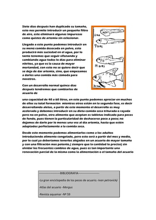 Siete días después han duplicado su tamaño,
esto nos permite introducir un pequeño filtro
de aire, este eliminará algunas impurezas
como quistes de artemia sin eclosionar.
Llegado a este punto podemos introducir en
su menú comida desecada en polvo, esto
producirá más suciedad en el agua, por lo
tanto tenemos que seguir sifonando y
cambiando agua todos lo días para eliminar
nitritos, ya que es la causa de mayor
mortandad, con esto no se quiere decir que
se deja de dar artemia, sino, que empezamos
a darles una comida más cómoda para
nosotros.
Con un desarrollo normal quince días
después tendremos que cambiarlos de
acuario de
una capacidad de 40 a 60 litros, en este punto podemos apreciar en muchos
de ellos su total formación mientras otros están en la segunda fase, es decir
desarrollando aletas, a partir de este momento el desarrollo es muy
acelerado y debemos introducir en su dieta comida seca triturada o rayada
pero no en polvo, otro alimento que aceptan es tabletas indicado para peces
de fondo, pues tienen la particularidad de deshacerse poco a poco; no
dejamos de darle por lo menos una vez al día artemia, hasta que estén
adaptados perfectamente a la comida seca.
Desde este momento podemos alimentarlos como a los adultos
introduciendo alimento congelado, pero esto será a partir del mes y medio,
por lo cual ya deberíamos tenerlos alojados en un acuario de mayor tamaño
y con una filtración mas potente,( siempre que la cantidad lo precise) sin
olvidar los frecuentes cambios de agua, pues es tan importante una
renovación parcial de la misma como la alimentación o el tamaño del acuario
----------------------BIBLIOGRAFIA----------------------
-La gran enciclopedia de los peces de acuario.-Ivan petrovický
-Atlas del acuario -Mergus
-Revista aquamar -Nº 59
 