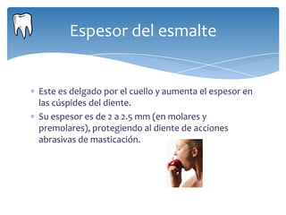 Espesor del esmalte


Este es delgado por el cuello y aumenta el espesor en
las cúspides del diente.
Su espesor es de 2 a 2.5 mm (en molares y
premolares), protegiendo al diente de acciones
abrasivas de masticación.
 