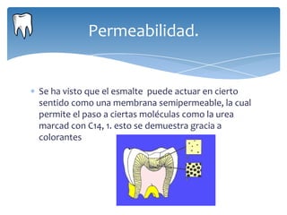 Permeabilidad.


Se ha visto que el esmalte puede actuar en cierto
sentido como una membrana semipermeable, la cual
permite el paso a ciertas moléculas como la urea
marcad con C14, 1. esto se demuestra gracia a
colorantes
 