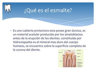 ¿Qué es el esmalte?


Es una cubierta protectora esta posee gran dureza, es
un material acelular producido por los ameloblastos
antes de la erupción de los dientes. constituida por
Hidroxiapatita es el mineral mas duro del cuerpo
humano, se encuentra sobre la superficie completa de
la corona del diente.
 