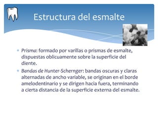 Estructura del esmalte


Prisma: formado por varillas o prismas de esmalte,
dispuestas oblicuamente sobre la superficie del
diente.
Bandas de Hunter-Schernger: bandas oscuras y claras
alternadas de ancho variable, se originan en el borde
amelodentinario y se dirigen hacia fuera, terminando
a cierta distancia de la superficie externa del esmalte.
 